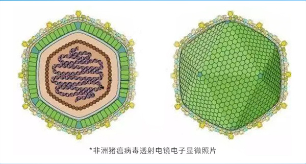 中国兽医日丨非洲猪瘟荧光微球抗体检测——更稳定、更简便